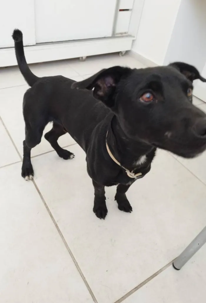 Cachorro ra a  idade  nome Cachorro