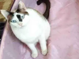 Gato raça Branca com manchas marrons / S idade 5 anos nome Pagu