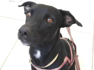 Cachorro raça Sem Raça definida idade 1 ano nome Cachorrinho