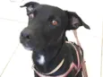 Cachorrinho