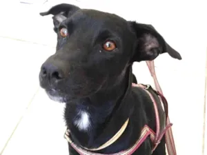 Cachorro raça  idade  nome Cachorro