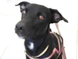 Cachorro