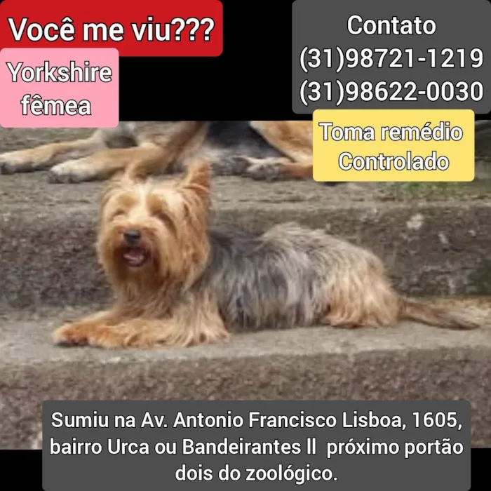 Cachorro raça Yorkshire  idade 2 anos nome Yorkshire 