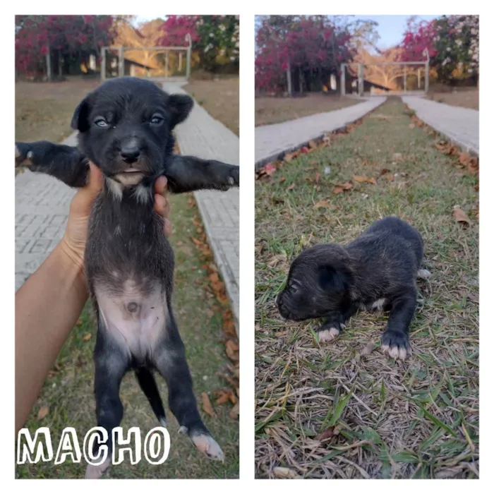 Cachorro ra a SRD idade Abaixo de 2 meses nome Ninhada da Francisca