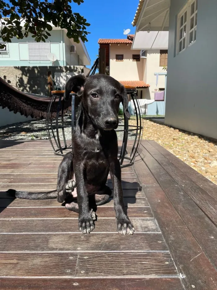 Cachorro ra a Vira lata idade 7 a 11 meses nome Zara