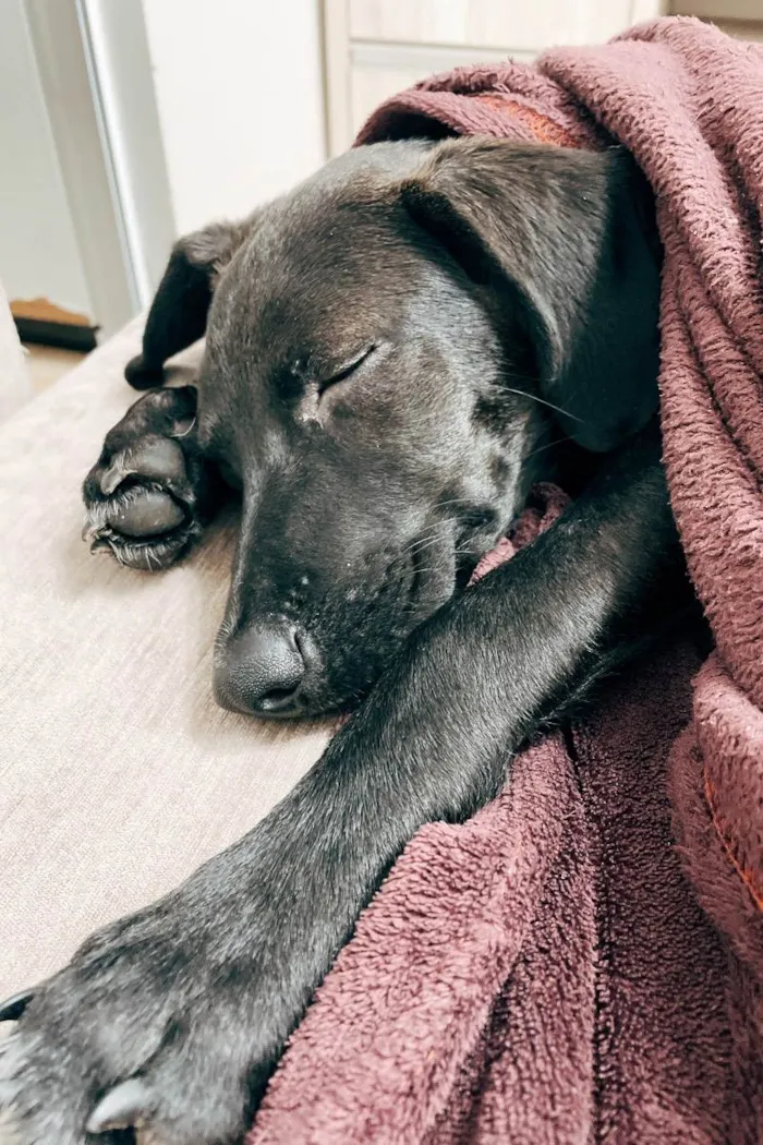Cachorro ra a Vira lata idade 7 a 11 meses nome Zara