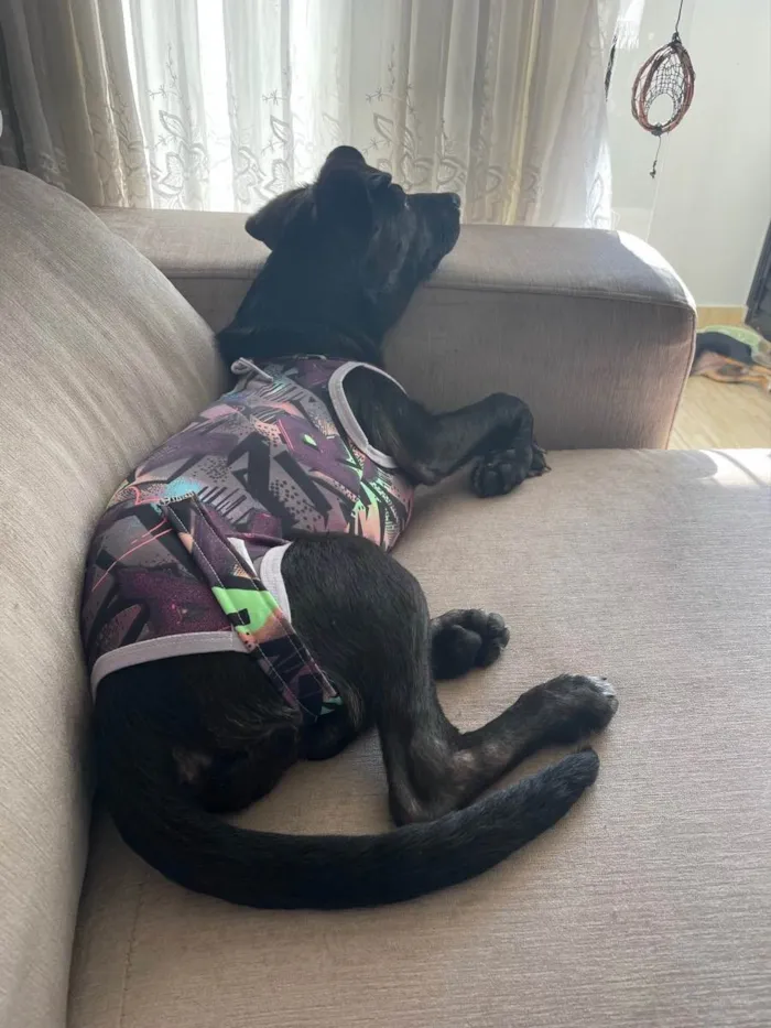 Cachorro ra a Vira lata idade 7 a 11 meses nome Zara