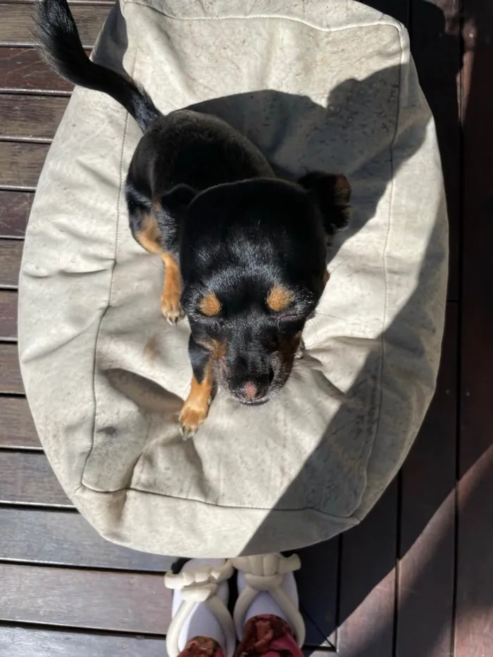 Cachorro ra a Vira lata idade 1 ano nome Zoe