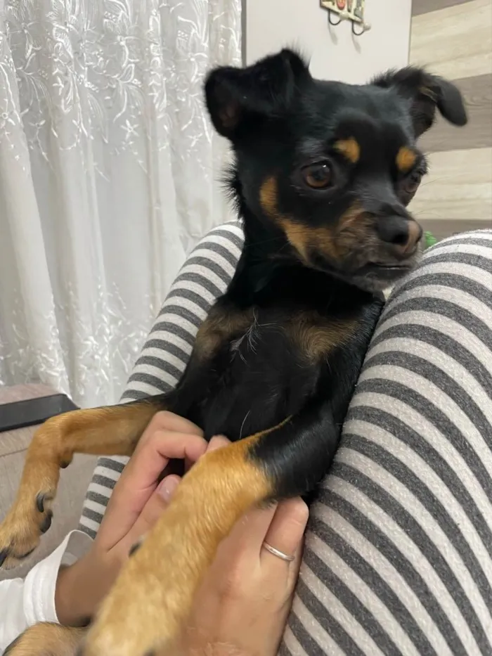 Cachorro ra a Vira lata idade 1 ano nome Zoe