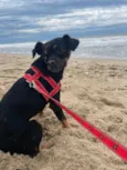 Zoe