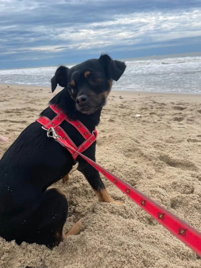Cachorro ra a Vira lata idade 1 ano nome Zoe