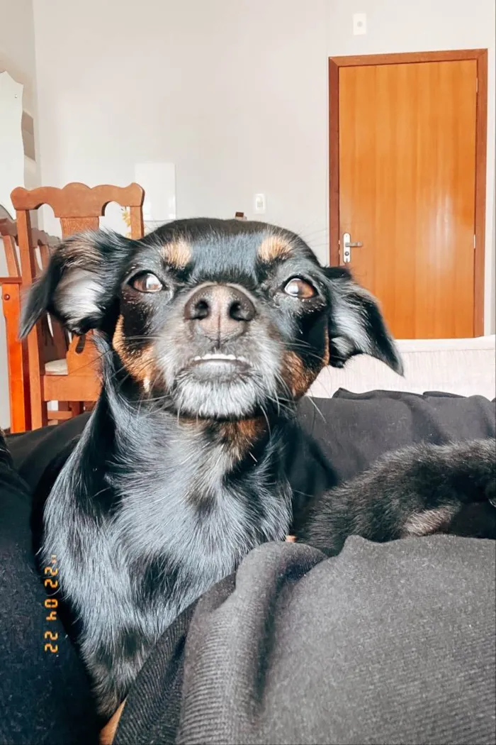 Cachorro ra a Vira lata idade 1 ano nome Zoe