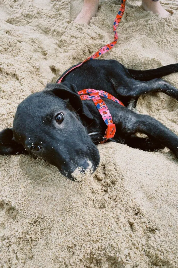Cachorro ra a Vira lata idade 7 a 11 meses nome Zara