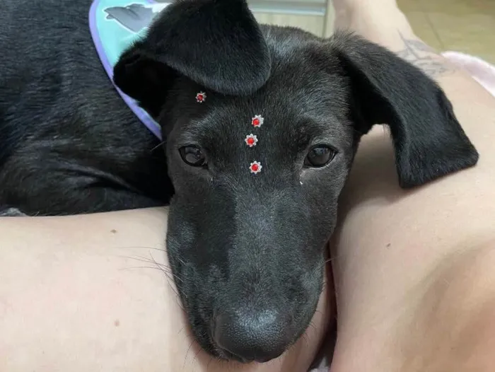 Cachorro ra a Vira lata idade 7 a 11 meses nome Zara
