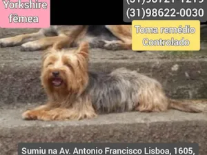 Cachorro raça Yorkshire  idade 2 anos nome Yorkshire 