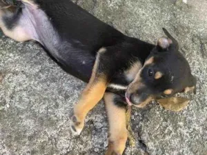 Cachorro raça Mestiça de rotweiler com vira  idade 2 a 6 meses nome Sem nome 