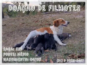 Cachorro raça SRD idade Abaixo de 2 meses nome Ninhada da Francisca