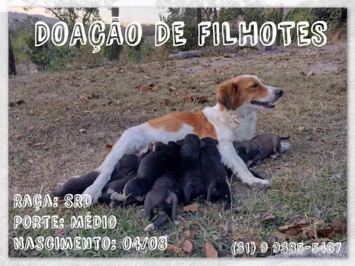 Cachorro ra a SRD idade Abaixo de 2 meses nome Ninhada da Francisca