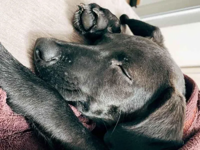 Cachorro ra a Vira lata idade 7 a 11 meses nome Zara