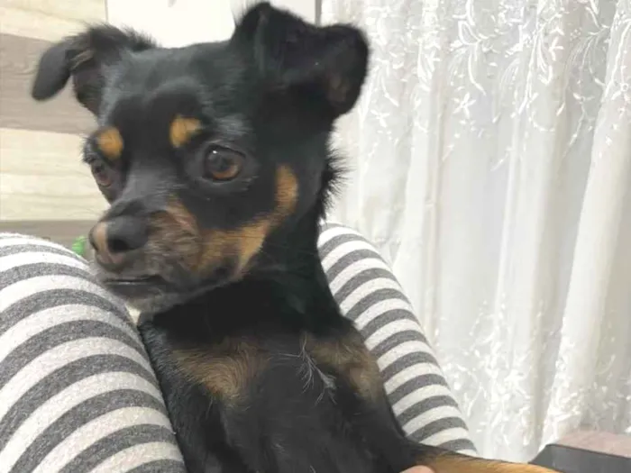 Cachorro ra a Vira lata idade 1 ano nome Zoe