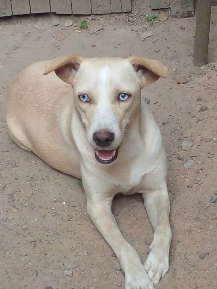 Cachorro ra a Vira-lata  idade 1 ano nome Luna