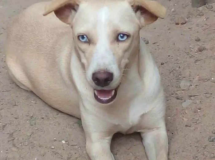 Cachorro ra a Vira-lata  idade 1 ano nome Luna