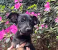 Cachorro raça SRD  idade 2 a 6 meses nome Sem Nome