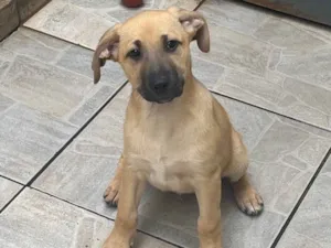 Cachorro raça SRD  idade 2 a 6 meses nome Sem Nome