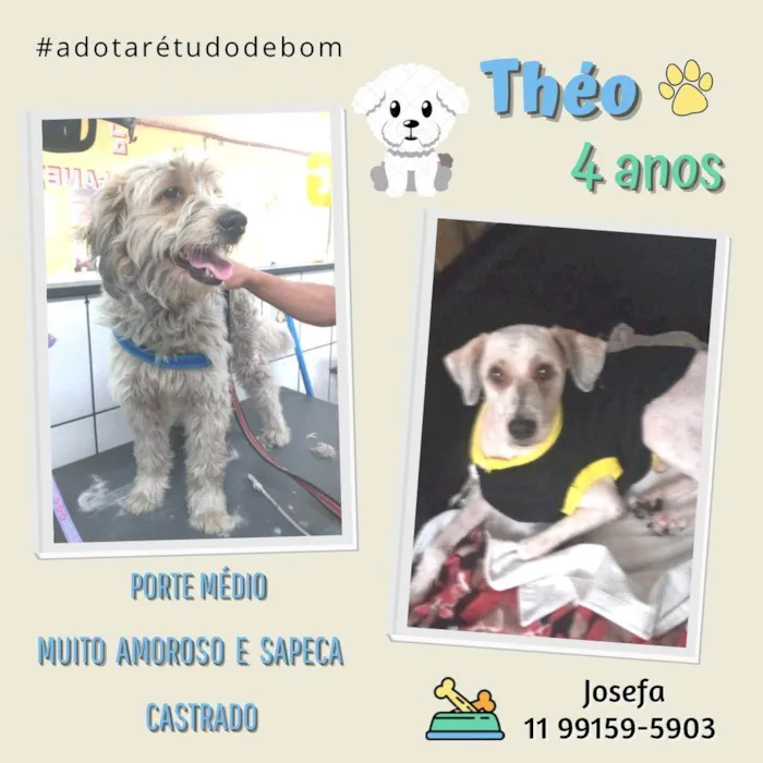 Cachorro ra a SRD idade 3 anos nome Théo