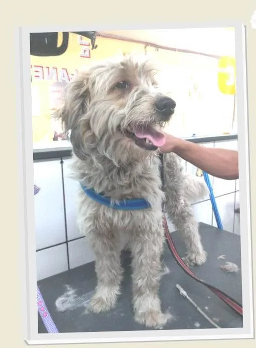 Cachorro ra a SRD idade 3 anos nome Théo