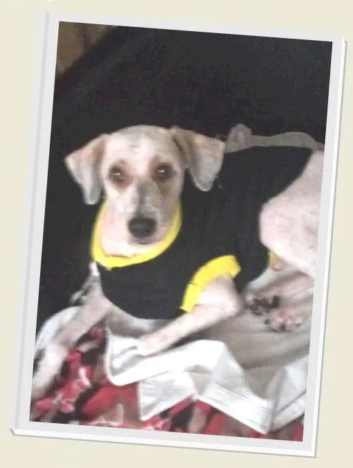 Cachorro ra a SRD idade 3 anos nome Théo