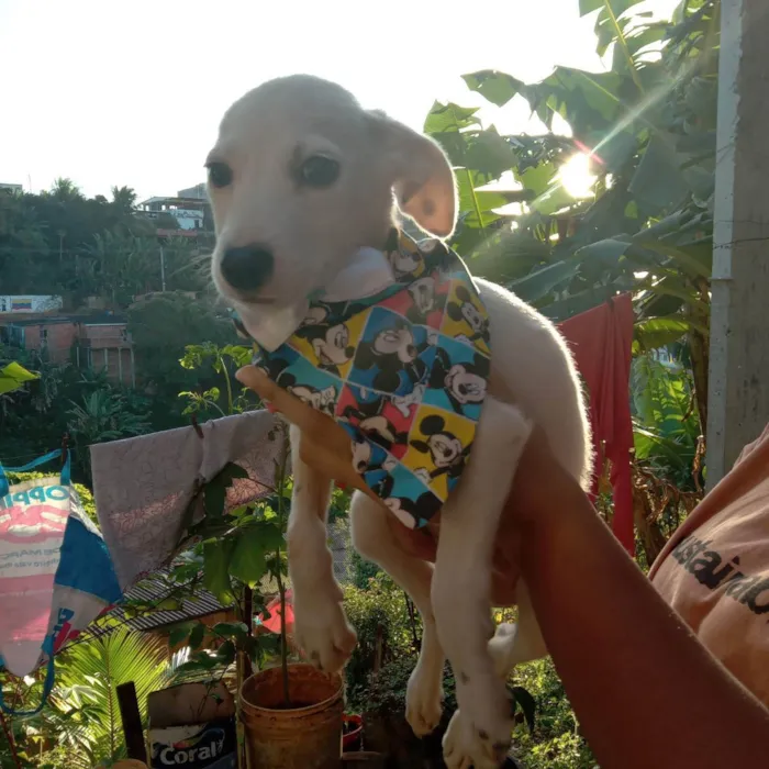 Cachorro raça Srd idade 2 a 6 meses nome Pedrinho 