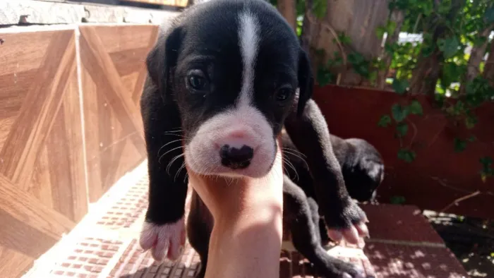 Cachorro ra a Rnd idade Abaixo de 2 meses nome Nao tem