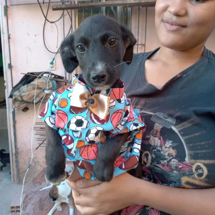 Cachorro raça Srd idade 2 a 6 meses nome Artuzinho 