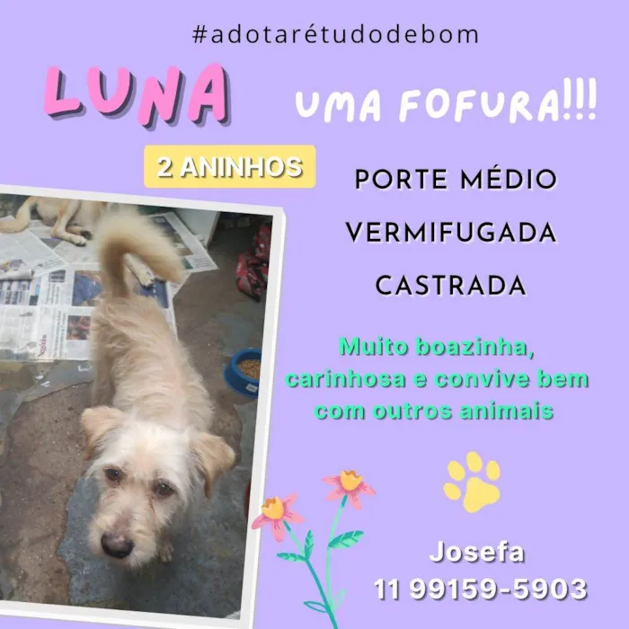 Cachorro ra a SRD idade 2 anos nome Luna