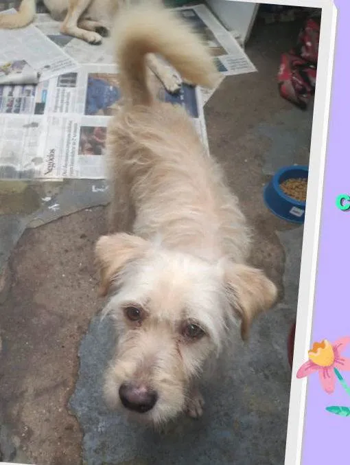 Cachorro ra a SRD idade 2 anos nome Luna