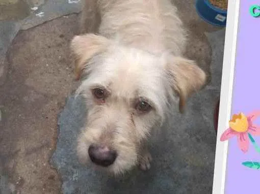 Cachorro ra a SRD idade 2 anos nome Luna