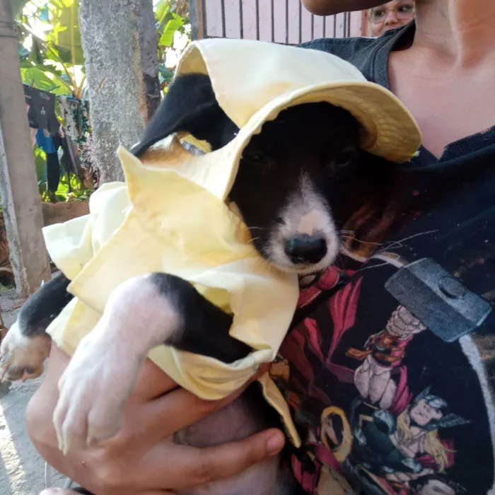 Cachorro raça Srd idade 2 a 6 meses nome Bryan 