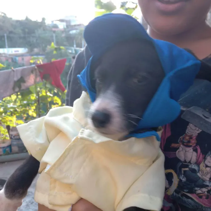 Cachorro raça Srd idade 2 a 6 meses nome Bryan 