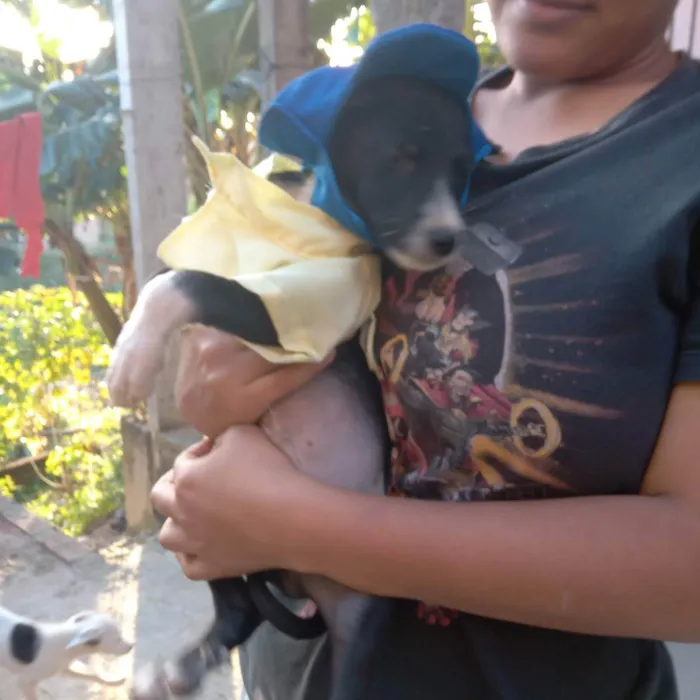 Cachorro raça Srd idade 2 a 6 meses nome Bryan 