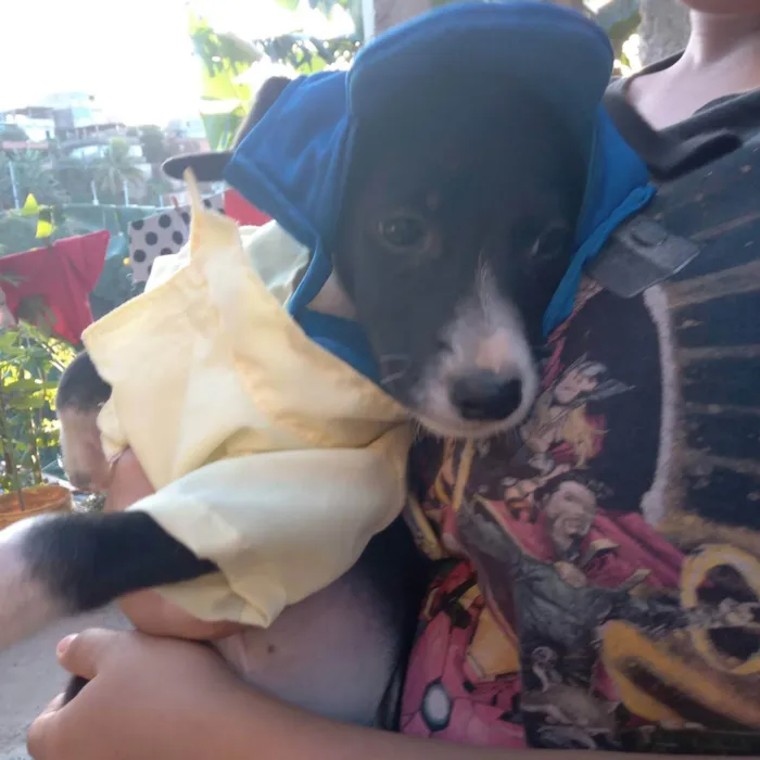 Cachorro raça Srd idade 2 a 6 meses nome Bryan 