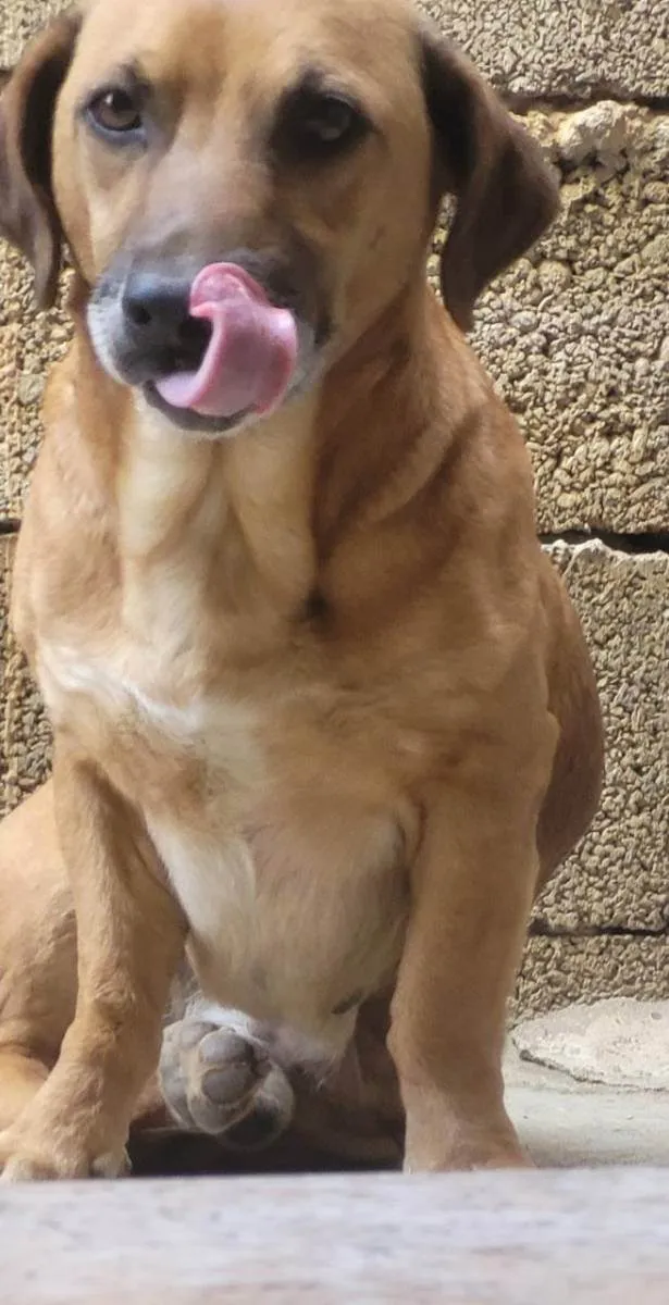 Cachorro raça Sem raça definida idade 6 ou mais anos nome Tobby 