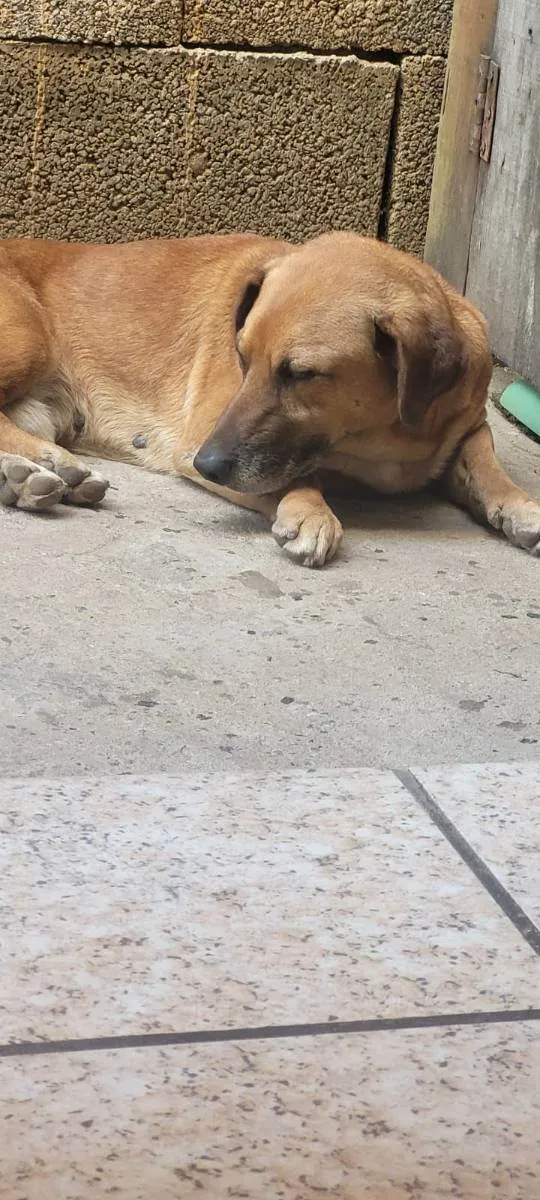 Cachorro raça Sem raça definida idade 6 ou mais anos nome Tobby 