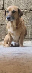 Tobby 