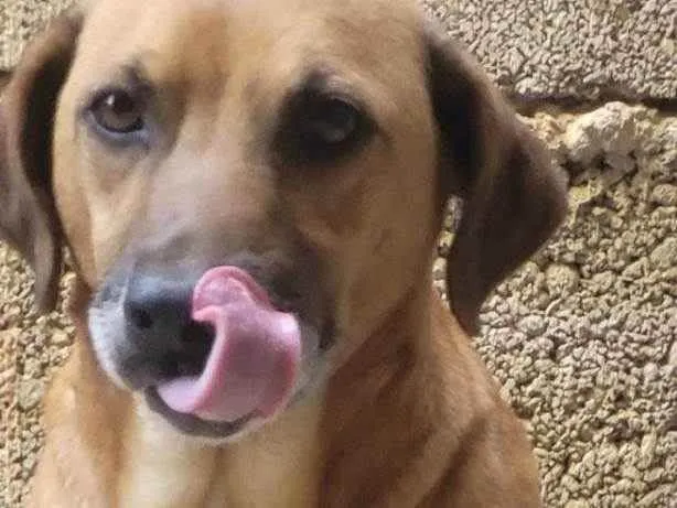 Cachorro raça Sem raça definida idade 6 ou mais anos nome Tobby 