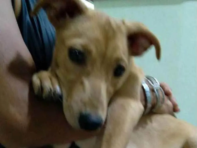 Cachorro ra a Srd idade 7 a 11 meses nome Cacau 