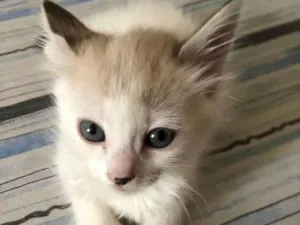 Gato raça Não sei idade 2 a 6 meses nome Peluda