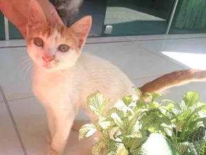 Gato raça SRD idade 2 a 6 meses nome Nino