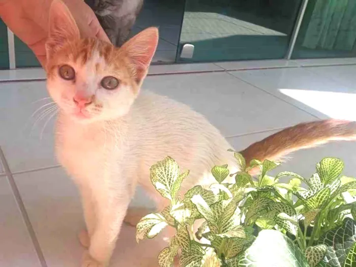 Gato ra a SRD idade 2 a 6 meses nome Nino