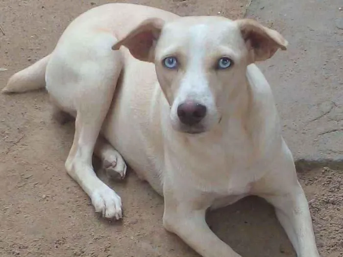 Cachorro ra a Vira-lata  idade 1 ano nome Luna